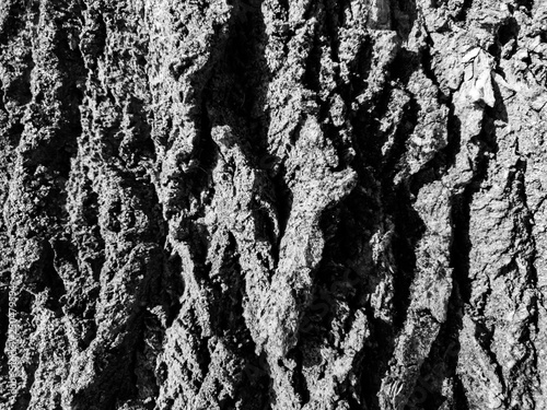 Wallpaper Mural The tree bark close up. Background of tree bark. Texture of tree bark. Torontodigital.ca