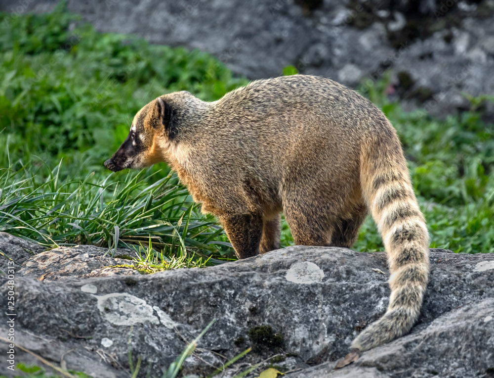 Naklejka premium South american coati. Latin name - Nasua nasua