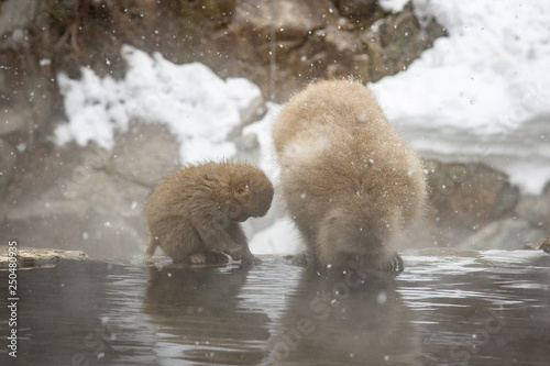 Photography Snow Monkey in hot pool Japanese Macaque, Jigokudani Monkey Park, Snow monkey