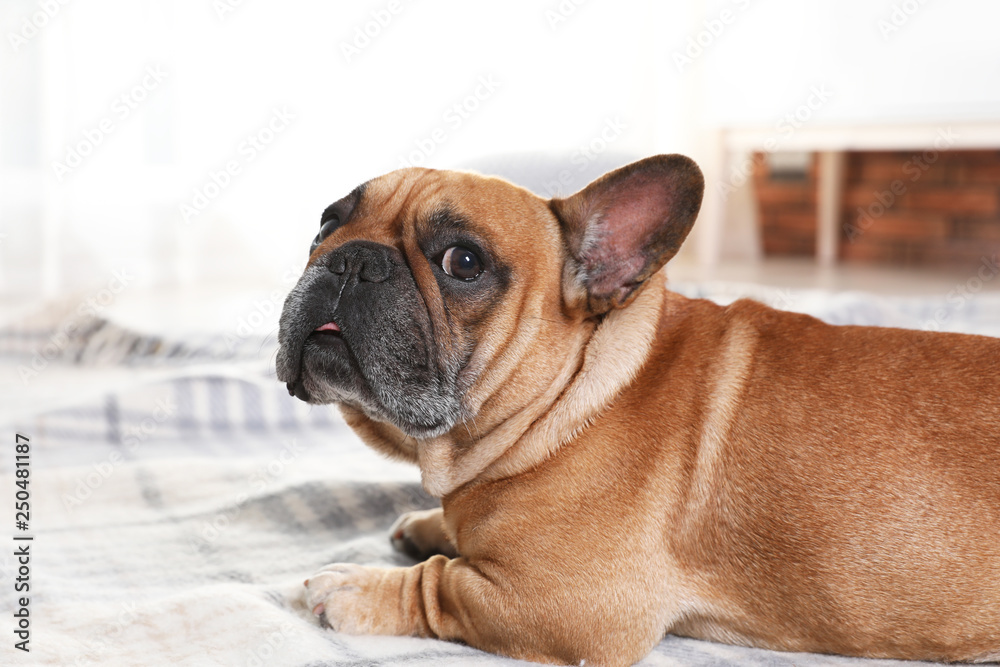 Funny French bulldog lying on plaid at home
