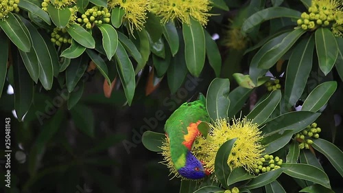 Rainbow lorikeet and the flowers of the golden penda tree (Xanthostemon chrysanthus) single one bird