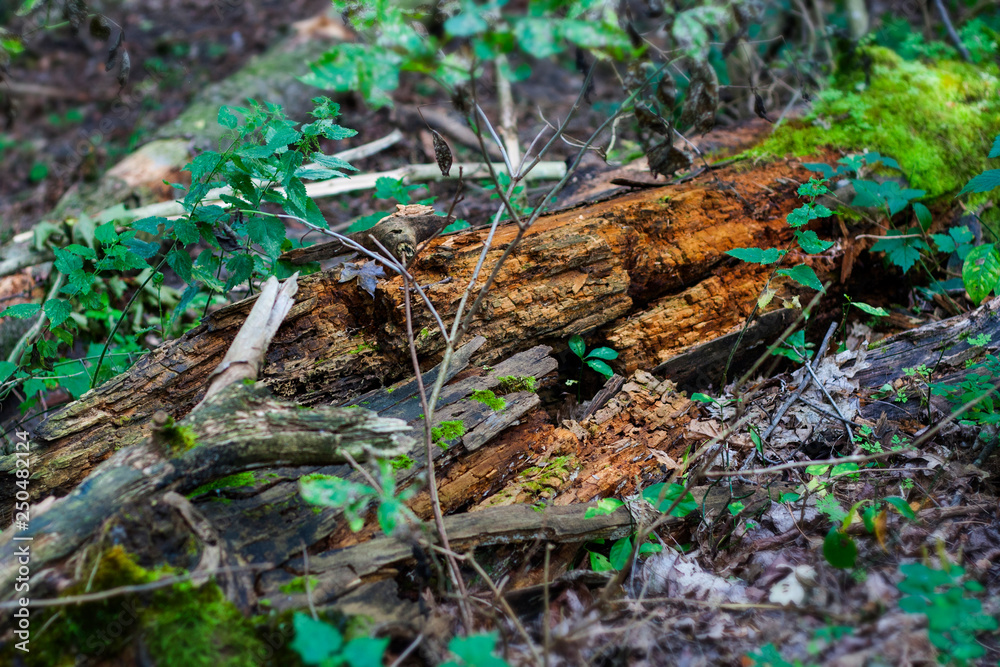 Decayed log in the forest