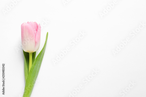Fototapeta Naklejka Na Ścianę i Meble -  Beautiful spring tulip on white background, top view. International Women's Day