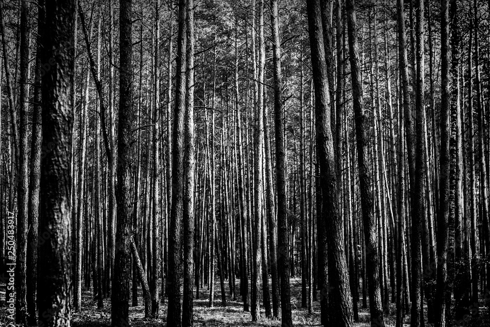 Obraz premium Gloomy young pine forest