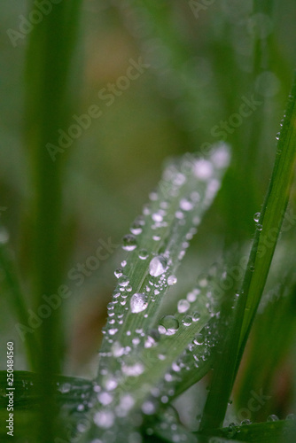 dew drops on gras