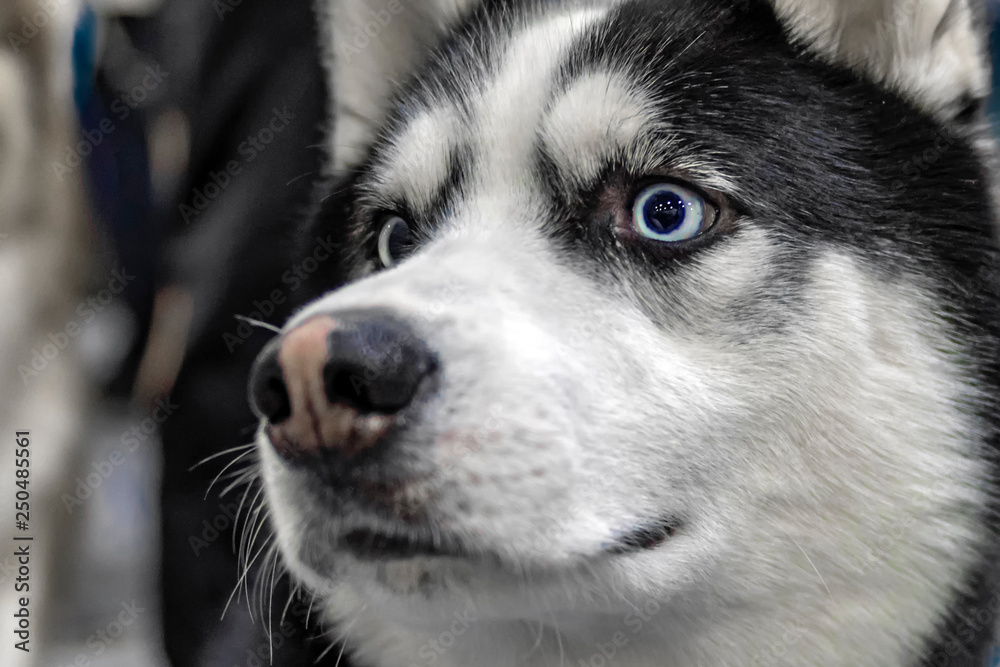 Obraz premium Portret psa husky. Bliska kaganiec siberian husky z niebieskimi oczami.