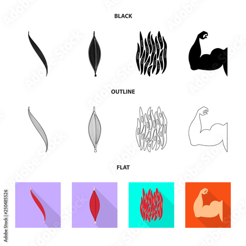 Isolated object of fiber and muscular icon. Collection of fiber and body  stock vector illustration.