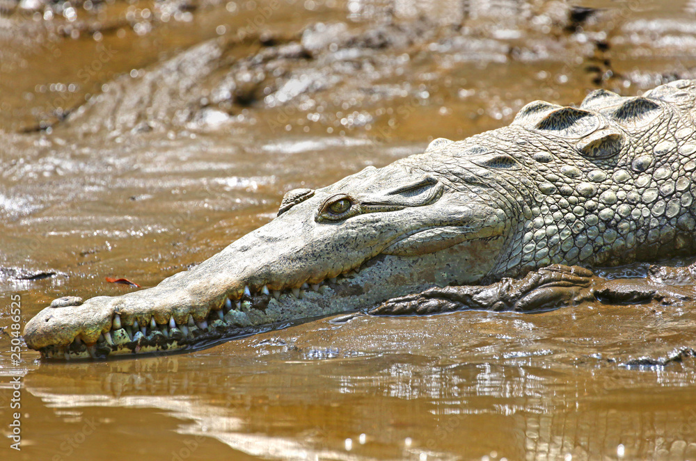 Saltwater Crocodile Resting on River Mud, Punta Arenas, Costa Rica Saltwater Crocodile Resting on River Mud, Punta Arenas, Costa Rica