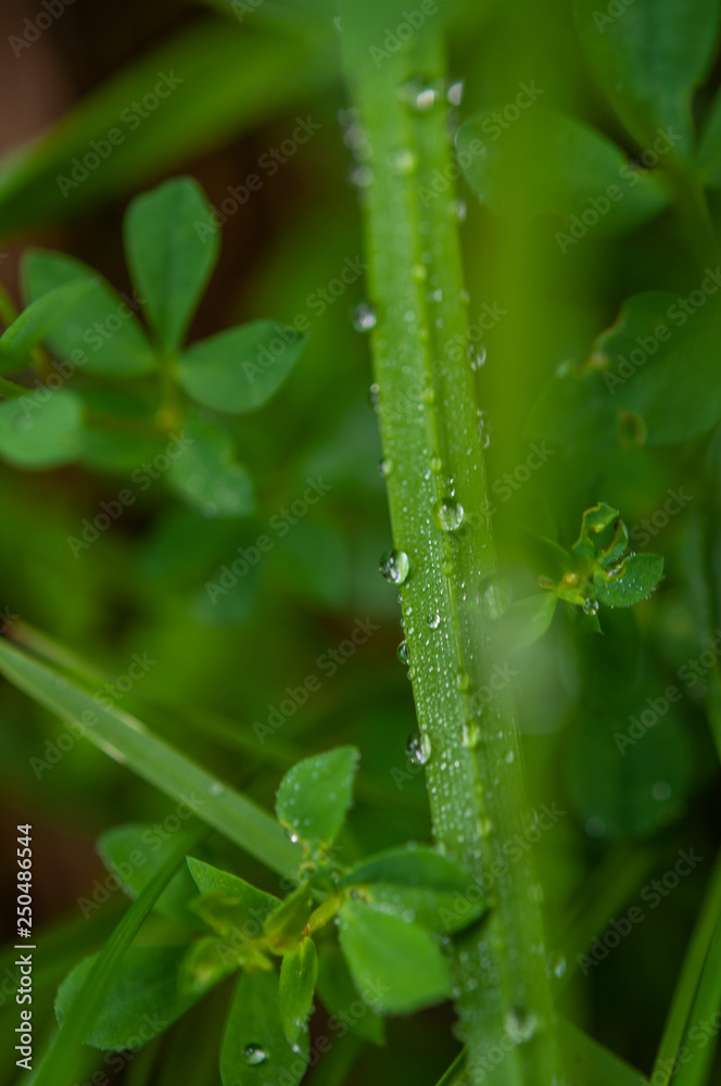 dew drops on gras