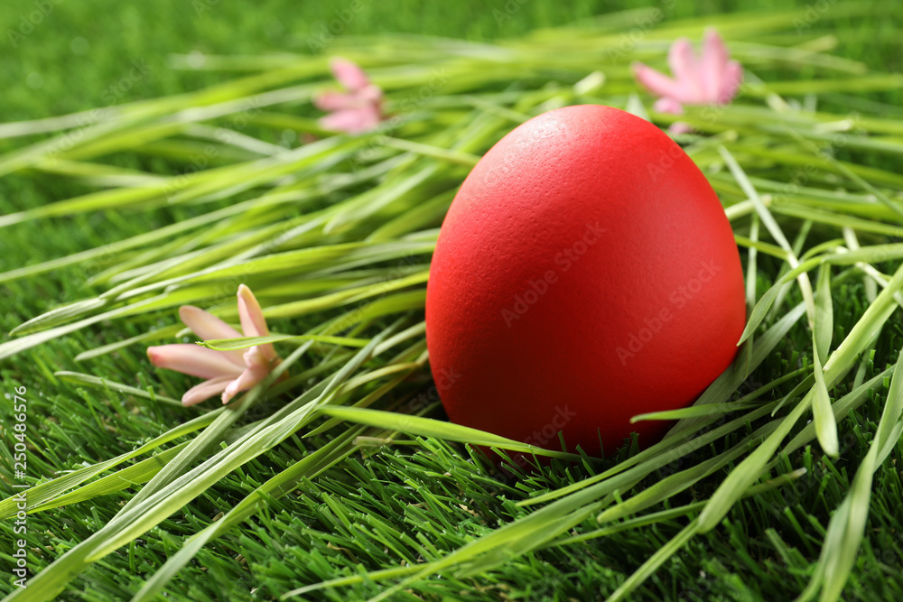 Red dyed Easter egg on green grass. Space for text