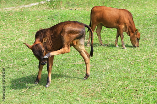 Cattle at grass island at hong kong photo