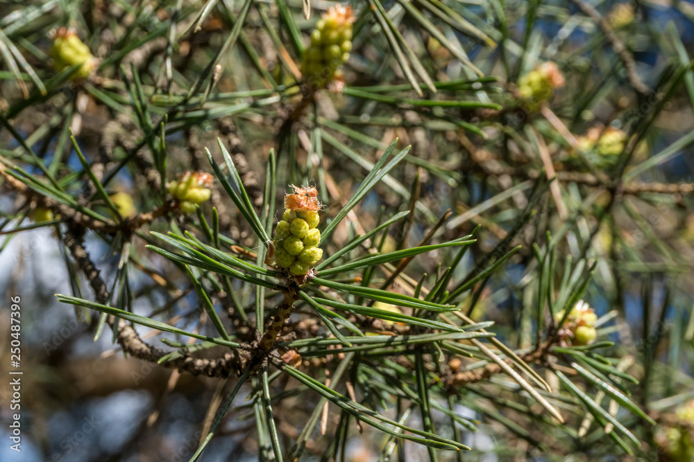 Young pine cones, background and texture Young pine cones, background and texture