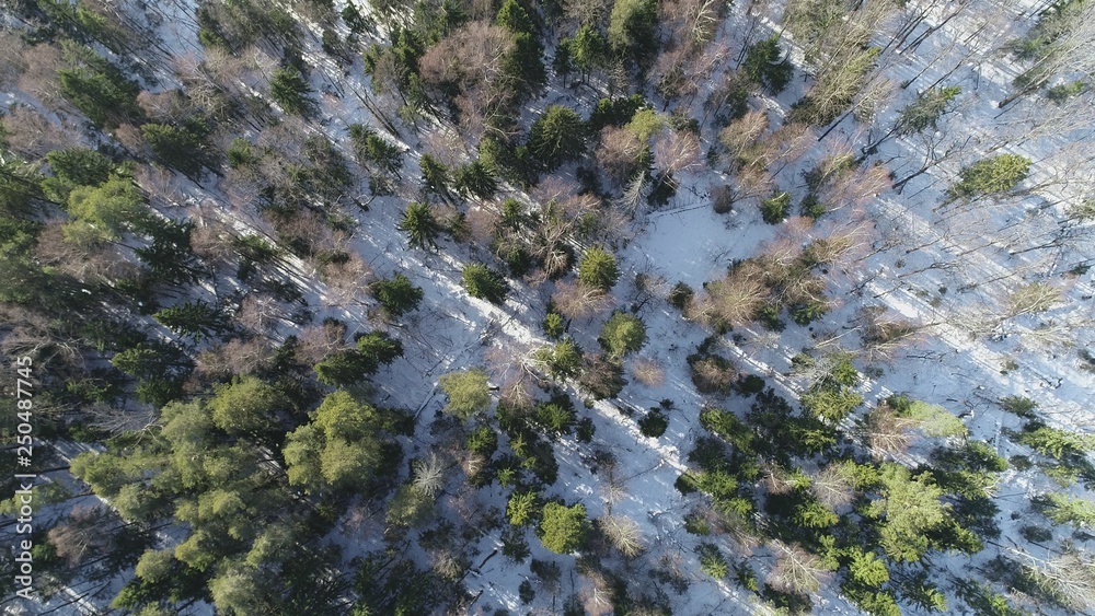 Forest, top view