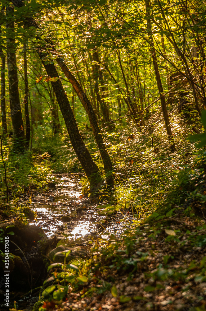 Obraz premium forest river, sunray