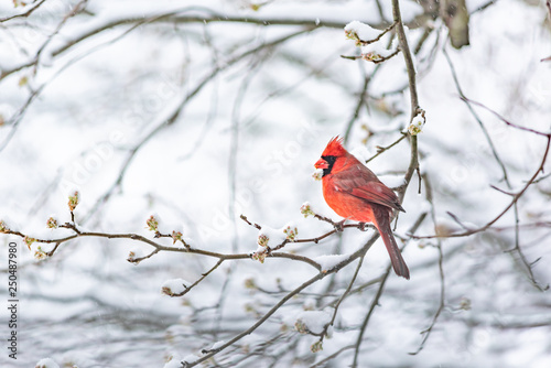 One red northern cardinal, Cardinalis, bird sitting perched on tree branch during heavy winter snow colorful in Virginia snow eating cherry flower leaf buds