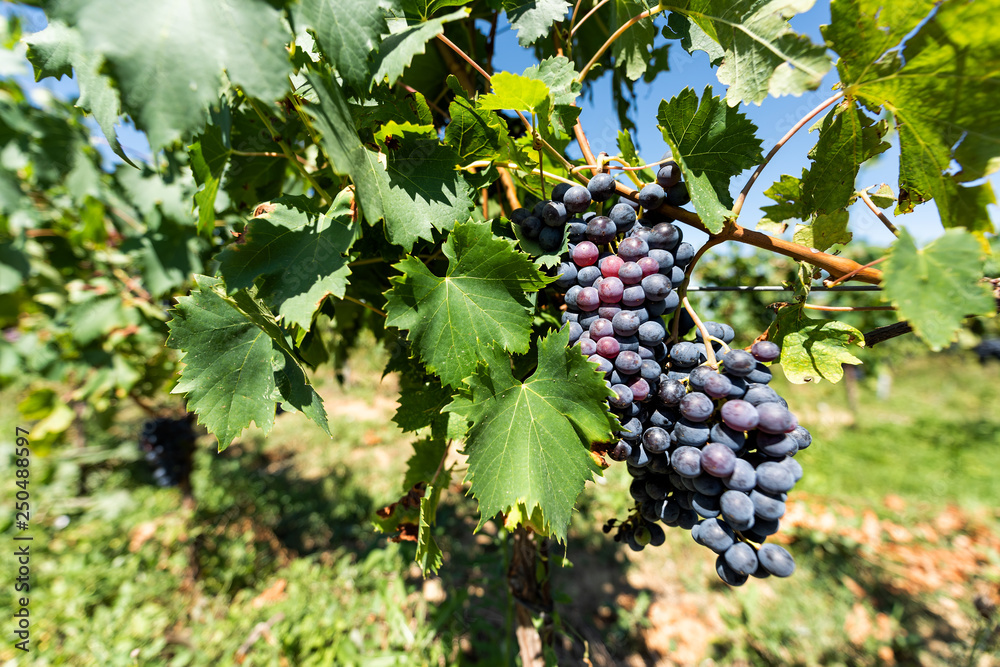 Large red, purple wine grapes on vine hanging grapevine bunch in Montepulciano, Tuscany, Italy vineyard winery, bokeh blurry background during sunny day in countryside Large red, purple wine grapes on vine hanging grapevine bunch in Montepulciano, Tuscany, Italy vineyard winery, bokeh blurry background during sunny day in countryside
