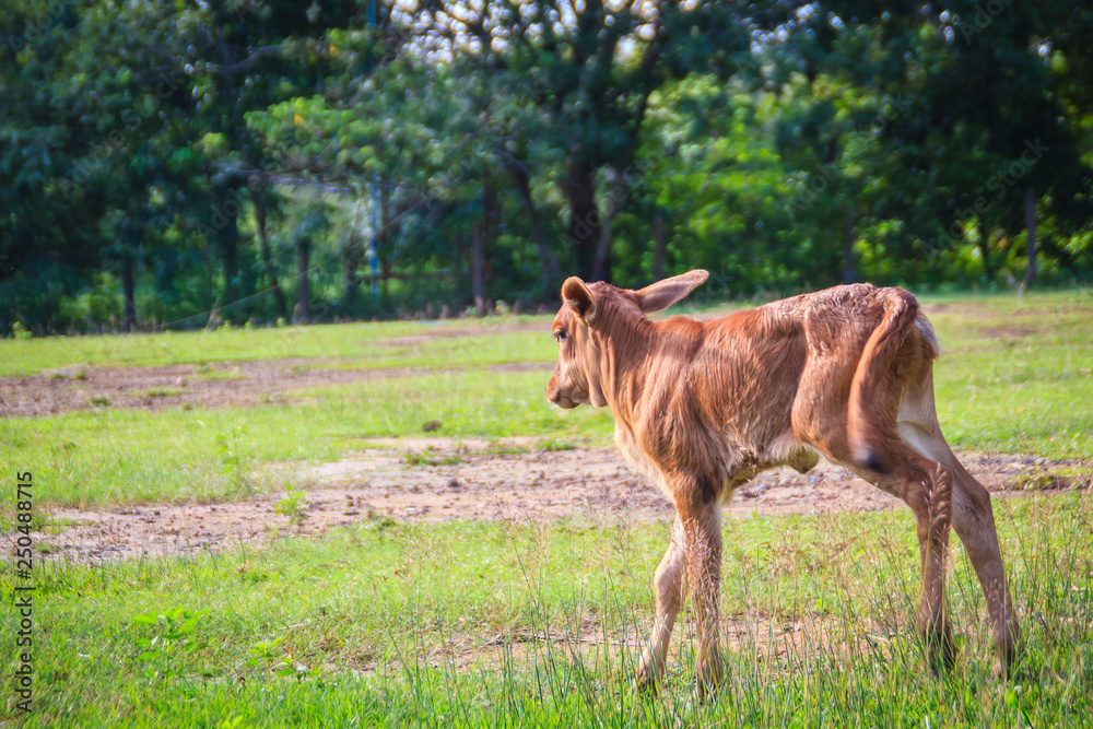 Obraz premium A cute little red calf cow hybrid is standing up from its breaks and start to walk on the green grass field.