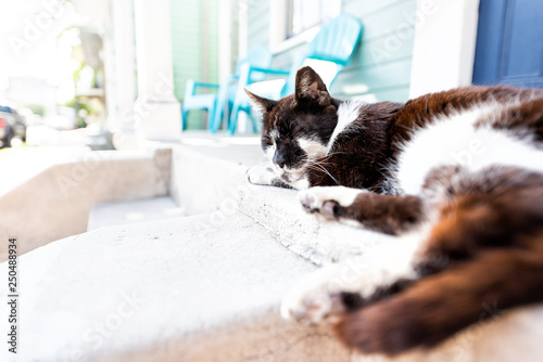 Stray black and white cat sleeping on porch, sidewalk street in New Orleans, Louisiana by house home concrete entrance closeup steps © Kristina Blokhin