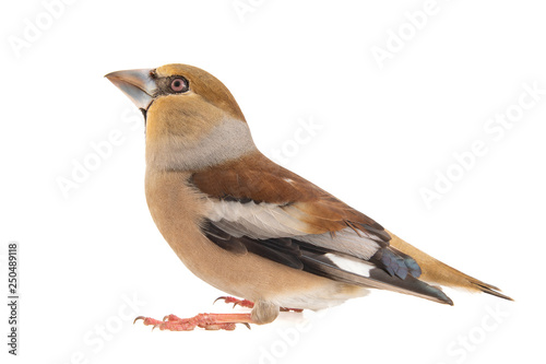 Hawfinch, Coccothraustes coccothraustes, isolated on white background. Female photo