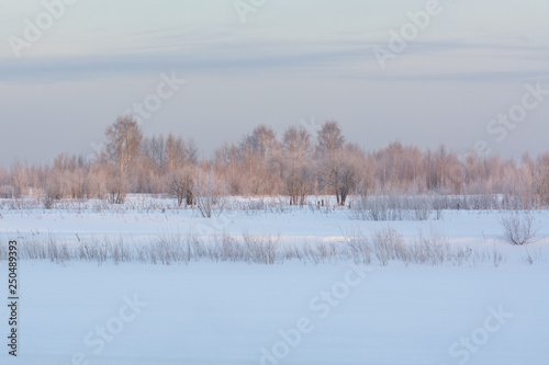 winter landscape with trees © Pavel