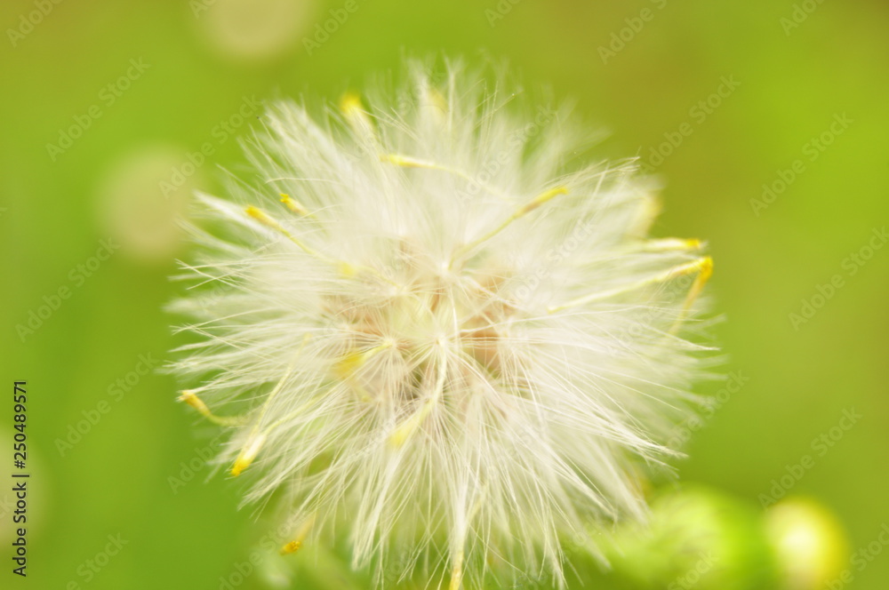 dandelion, flower, nature, seed, plant, green, summer, spring, white, grass, flora, macro, flowers, seeds, weed, fluffy, blossom, wind, blowball, close-up, closeup, meadow, beauty, head dandelion, flower, nature, seed, plant, green, summer, spring, white, grass, flora, macro, flowers, seeds, weed, fluffy, blossom, wind, blowball, close-up, closeup, meadow, beauty, head
