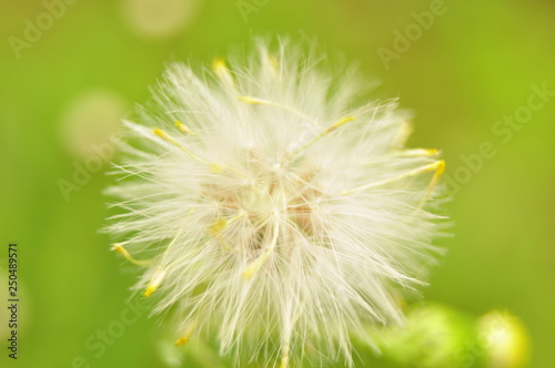 dandelion  flower  nature  seed  plant  green  summer  spring  white  grass  flora  macro  flowers  seeds  weed  fluffy  blossom  wind  blowball  close-up  closeup  meadow  beauty  head
