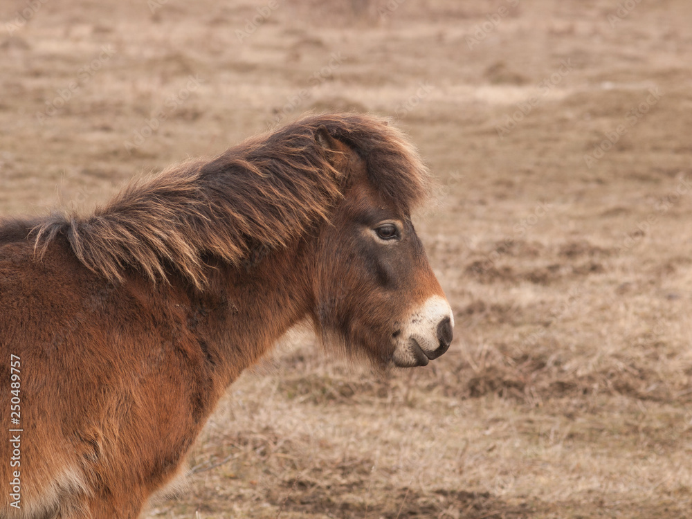 Portrait of Exmoor pony on meadow. Ecological project in Milovice (Czech Republic). Protection of rare species of plants and insects by pasturing of grass by wild horses, aurochs and european bisons. Portrait of Exmoor pony on meadow. Ecological project in Milovice (Czech Republic). Protection of rare species of plants and insects by pasturing of grass by wild horses, aurochs and european bisons.