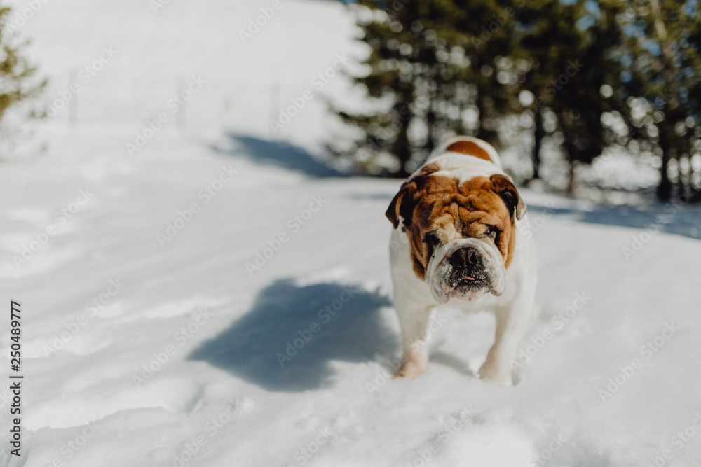english bulldog posing in the snow