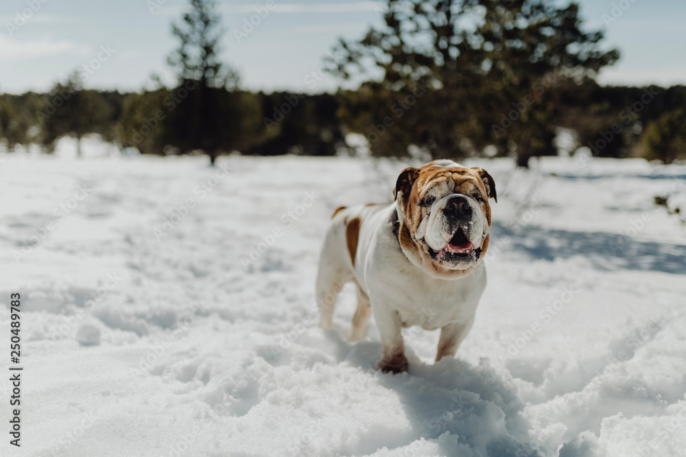 English bulldog posing in the snow