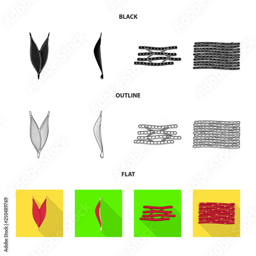 Isolated object of fiber and muscular symbol. Set of fiber and body  stock vector illustration.