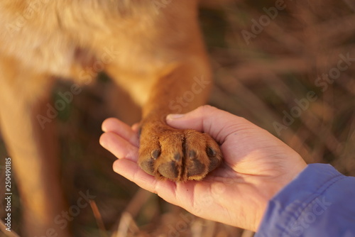 Paw Of A Dog On A Girl's Hand
