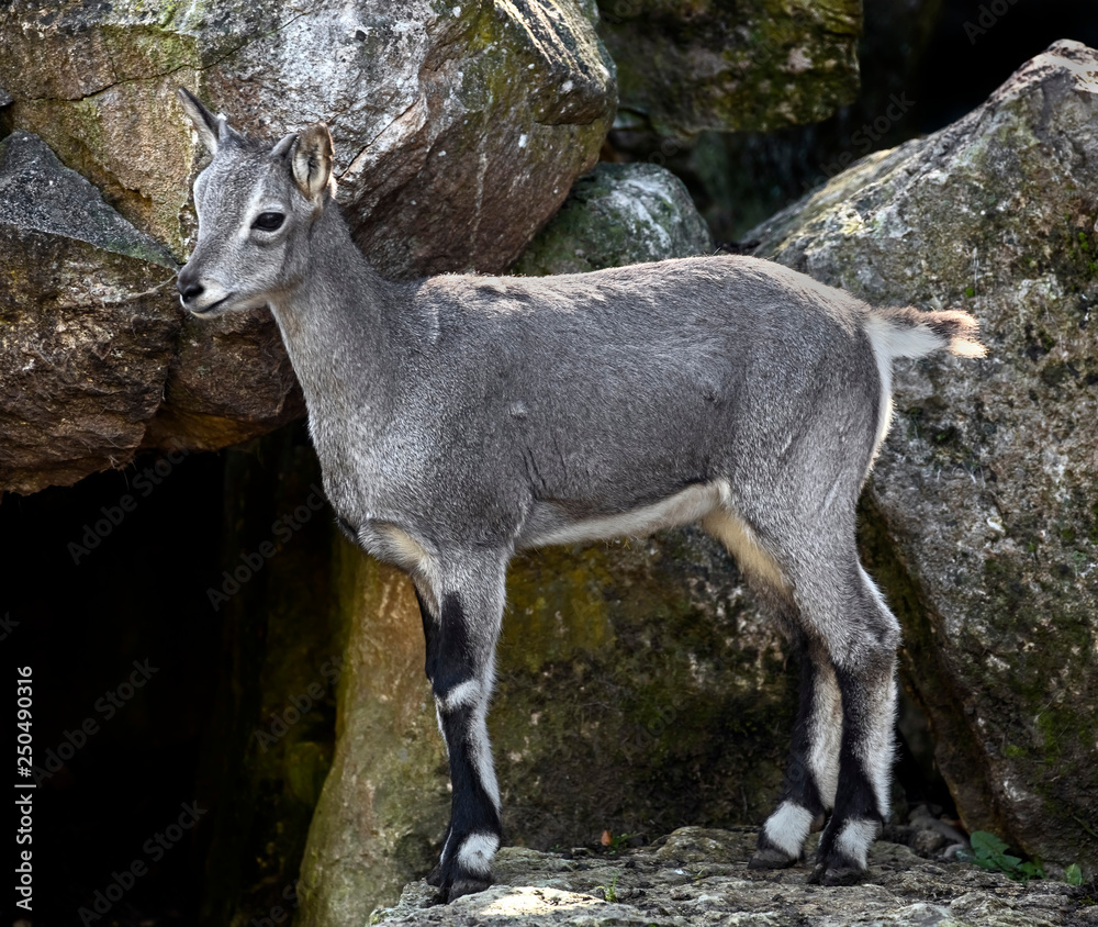 Young blue sheep. Latin name - Pseudois nayaur