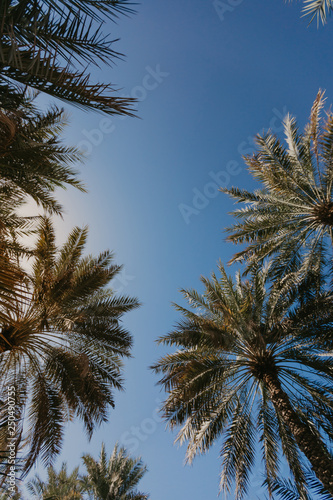 Copy space of silhouette tropical palm tree with sun light - Image