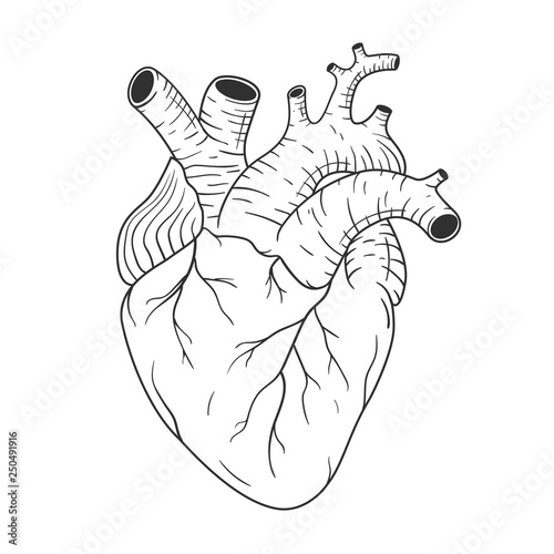 Human heart anatomically correct hand drawn line art. Black and white sketch vector
