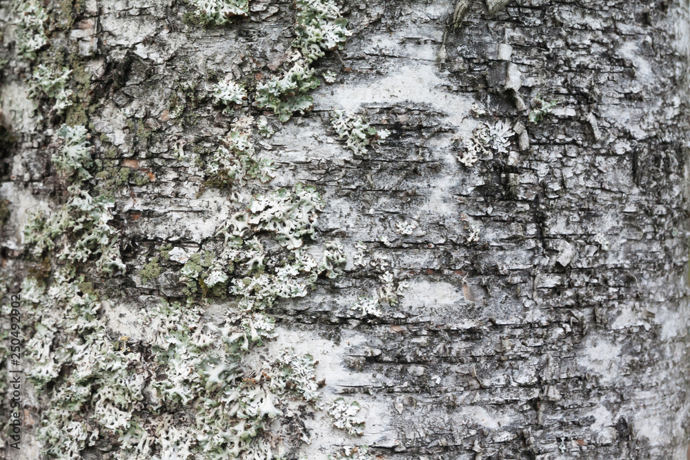 Closeup view of birch tree silver bark texture in Finland forest at summer. Suitable for an abstract background. Closeup view of birch tree silver bark texture in Finland forest at summer. Suitable for an abstract background.