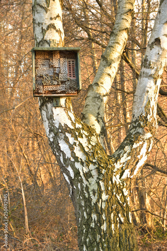 insect hotel on the tree birch