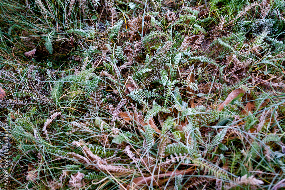 Seasonal background texture of frosty leaves and grass at autumn in Finland.