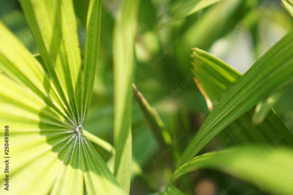 Fototapeta premium Natural Green leaf pattern background.