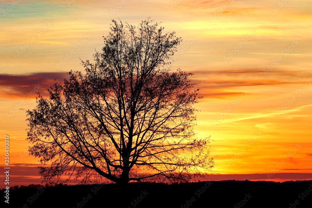 Silhouette eines Baumes in der Abenddämmerung