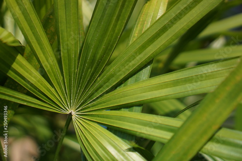 Natural Green leaf  pattern background.