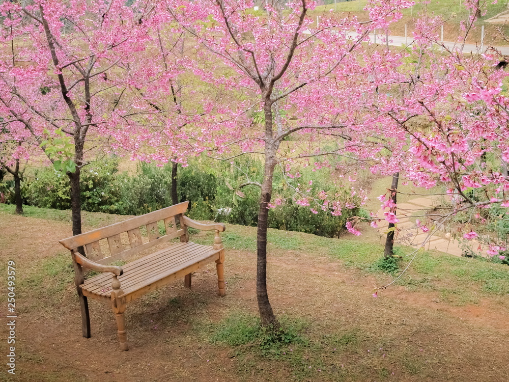 a wooden chair on green grass under Wild Himalayan (Prunus cerasoides) Cherry Blossom in the garden, Doi Angkhang Royal Project, Doi Ang Khang, Chiang Mai, Thailand.