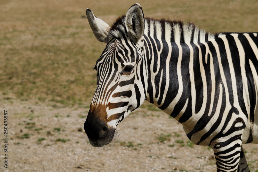 Portrait of African striped coat zebra Portrait of African striped coat zebra