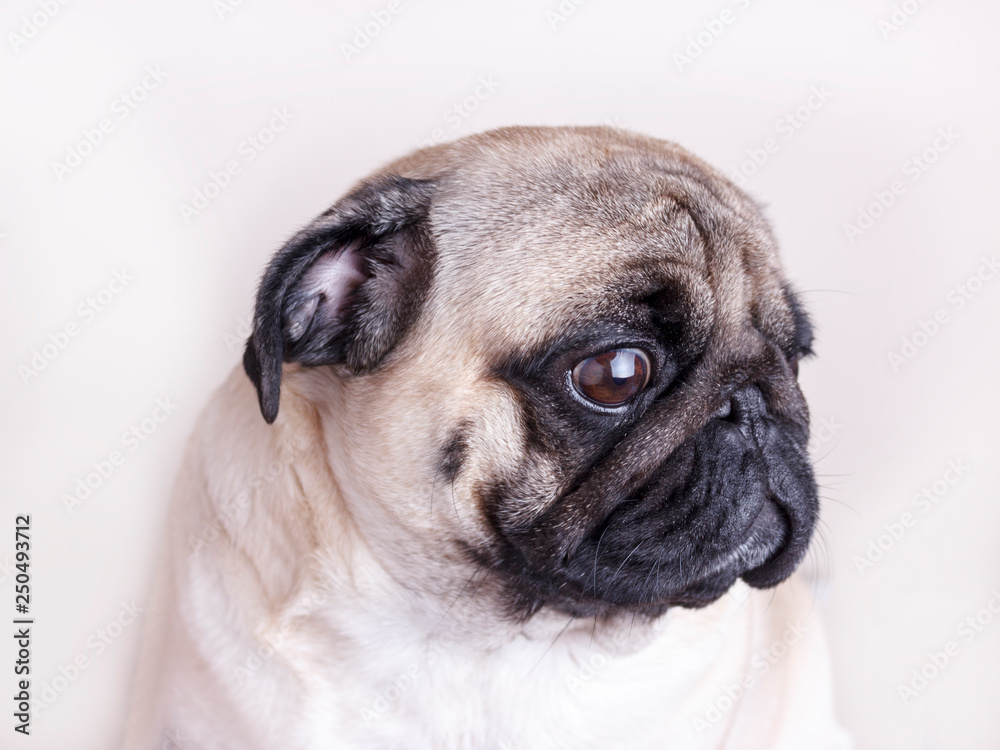 Dog pug close-up with sad brown eyes. Portrait on white background