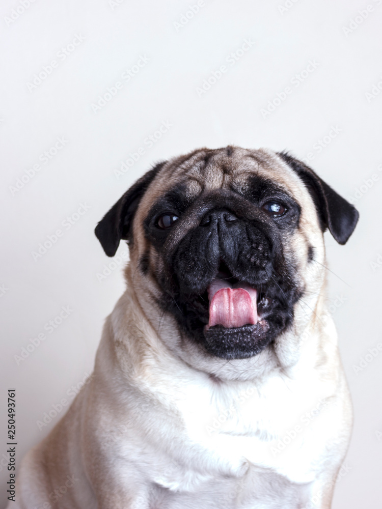 Dog pug close-up with sad brown eyes yawning. Portrait on white background