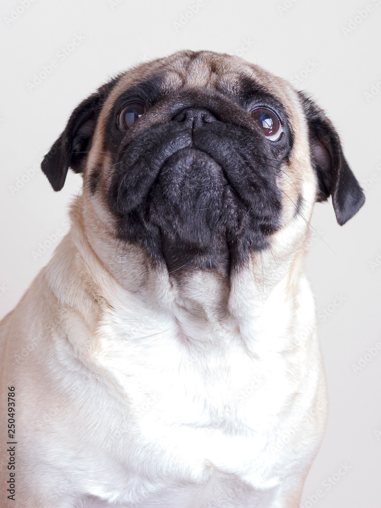 Dog pug close-up with sad brown eyes. Portrait on white background