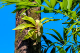 plant living on tree, australian flora rainforest