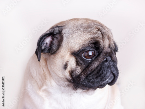 Dog pug close-up with sad brown eyes. Portrait on white background © Anna