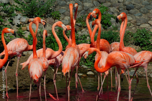 group of pink flamingos