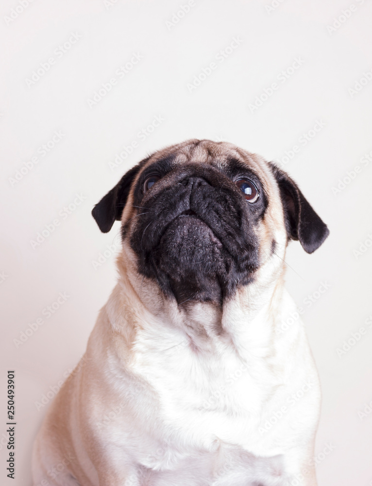 Dog pug close-up with sad brown eyes looks up. Portrait on white background