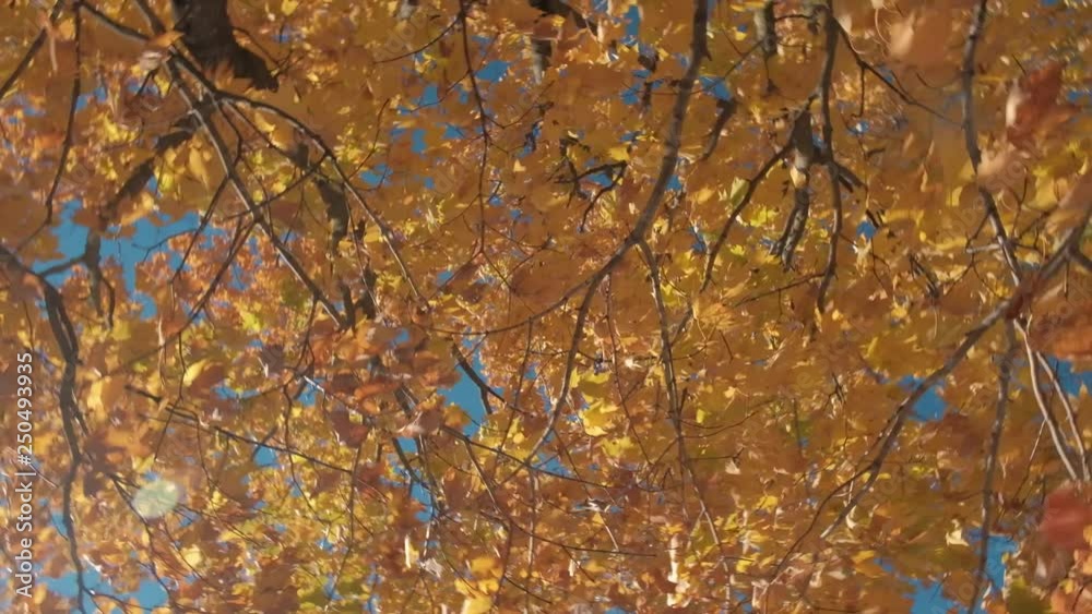Fall Foliage - Vibrant Colors - New England, Vermont 4k Fall Foliage - Vibrant Colors - New England, Vermont 4k